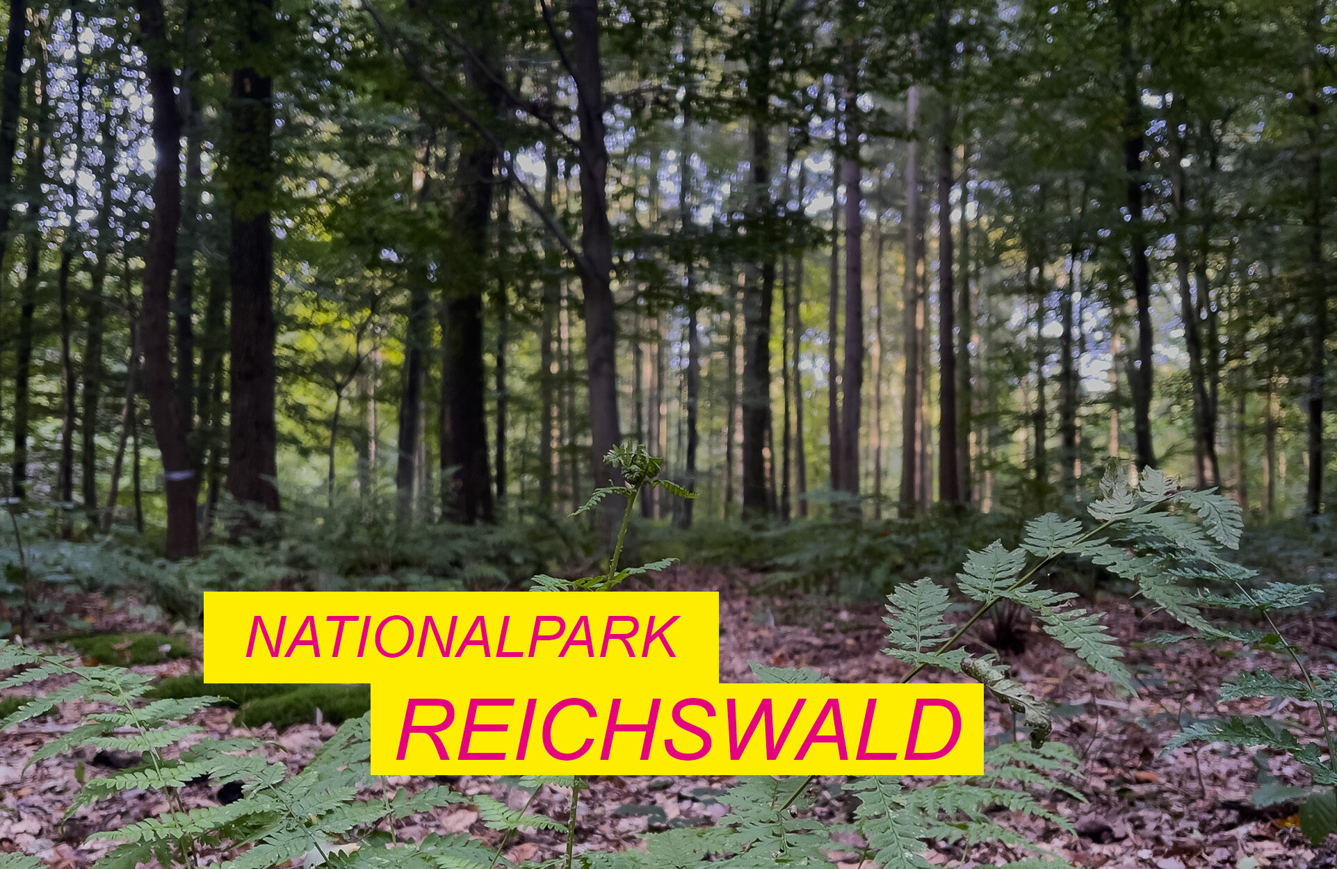 Read more about the article „Nationalpark Reichswald“ – Der Reichswald ein Nationalpark?